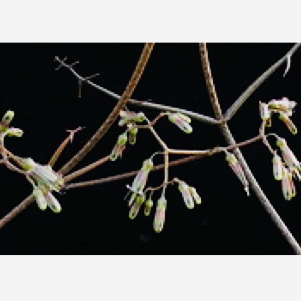 UNROOTED Cuttings RARE Kalanchoe Schizophylla Two Cuttings - Picture 11 of 17